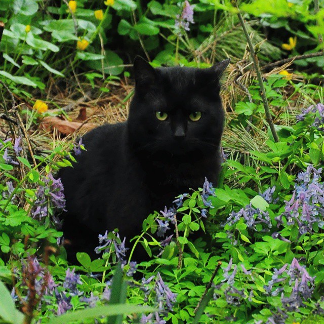  Кот, похищавший утят в «Аптекарском огороде», нашёл хозяев  - фото 2