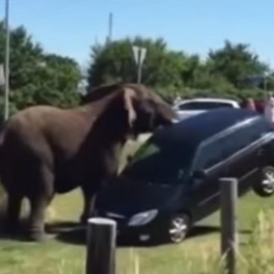  В Дании цирковые слоны напали на людей  - фото 1