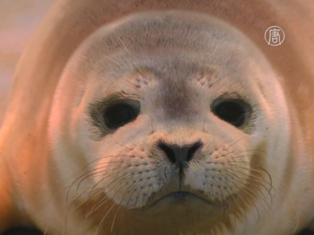  Бельгийский морской парк спас двух тюленят  - фото 1