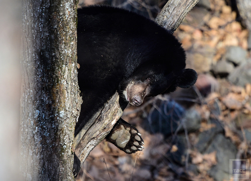 В Приморском сафари-парке открылся парк гималайских медведей - фото 1
