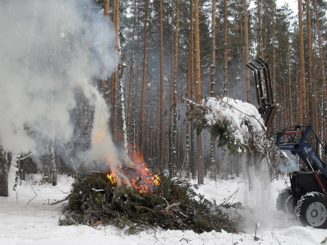  В лесничествах Воронежской области развернуты работы  по сжиганию порубочных остатков - фото 1