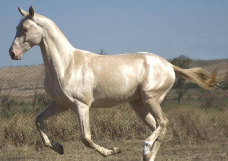  15 самых прекрасных лошадей, на которых нельзя насмотреться  - фото 1