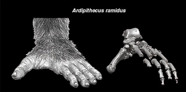  Человеческая рука оказалась древнее обезьяньей  - фото 2