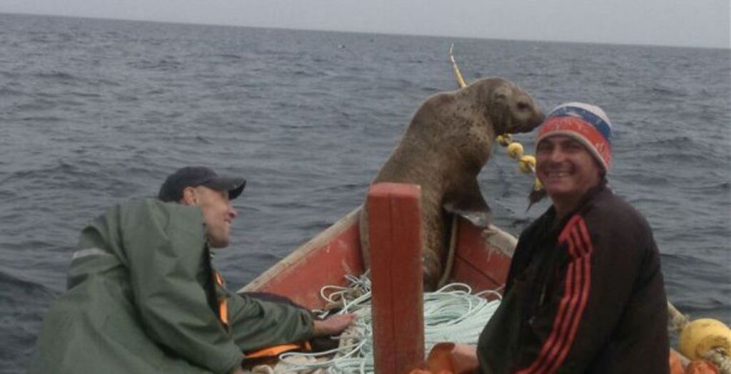  Морской котик заставил рыбаков катать его в лодке  - фото 5