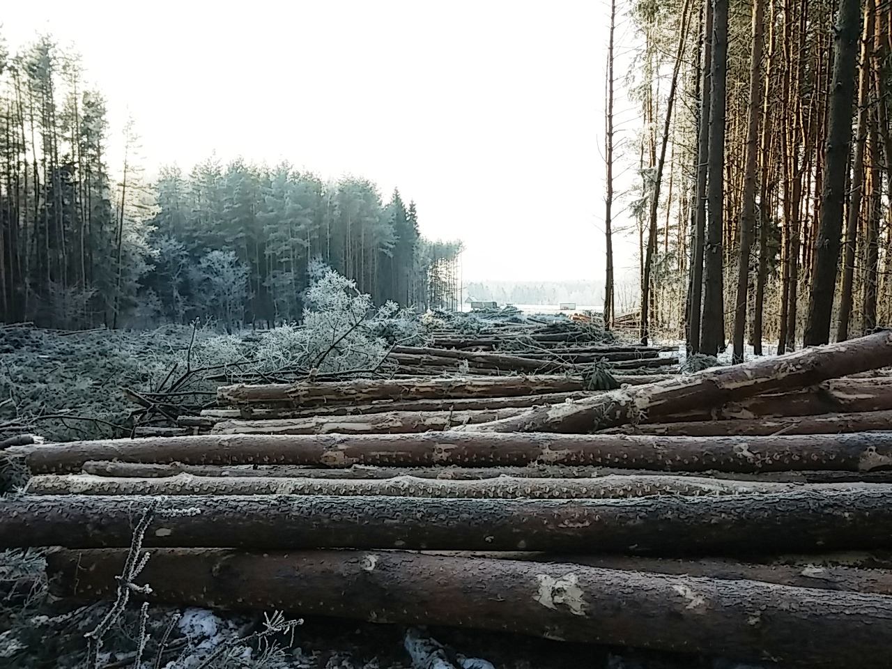  Вот что власти Москвы хотят сделать с лесами новой Москвы - фото 1