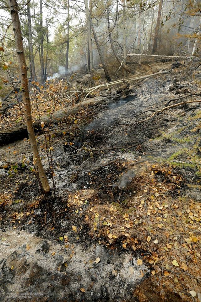  Площадь горящих в Сибири лесов на понедельник составила 180 тысяч га - фото 12