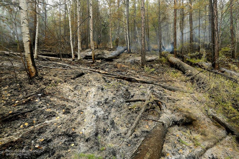  Площадь горящих в Сибири лесов на понедельник составила 180 тысяч га - фото 16