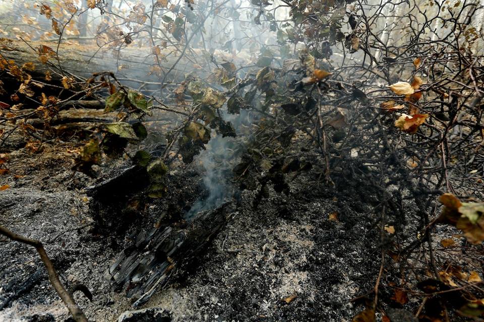  Площадь горящих в Сибири лесов на понедельник составила 180 тысяч га - фото 17