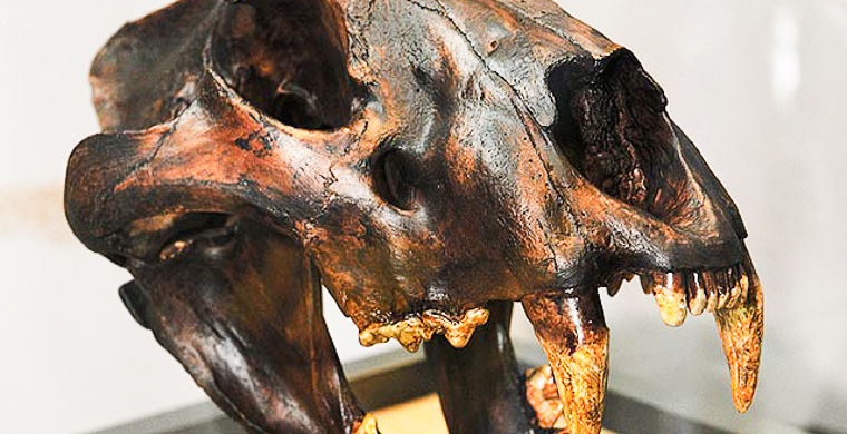  На Урале нашли останки гигантского льва и медведя, живших 30 000 лет назад  - фото 1