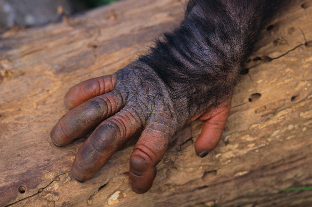  Человеческая рука оказалась древнее обезьяньей  - фото 1