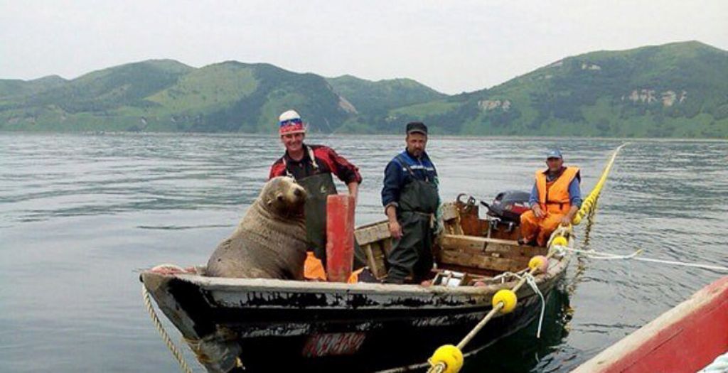 Морской котик заставил рыбаков катать его в лодке  - фото 1