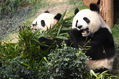  Ученые раскрыли секрет выживания панд на бамбуковой диете  - фото 1