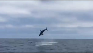  Рыбаки наткнулись на «летающую акулу» посреди залива - фото 1