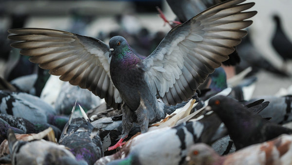  Жителей Барнаула испугала массовая гибель голубей - фото 1