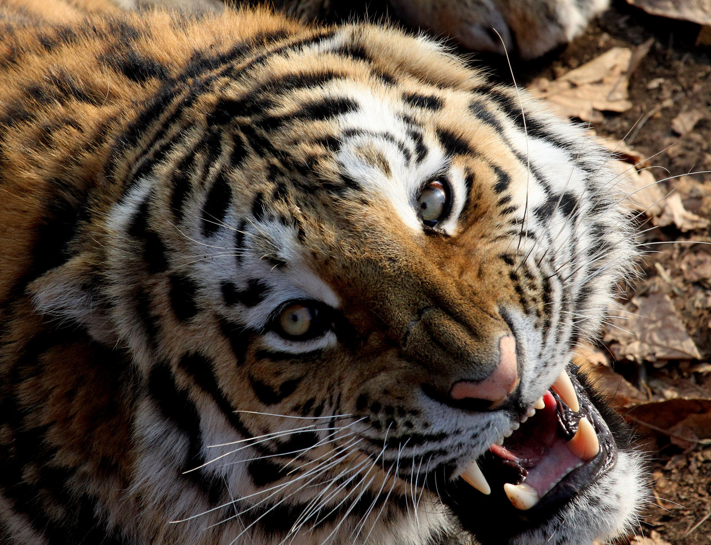  Тигр убил женщину в китайском сафари-парке - фото 1