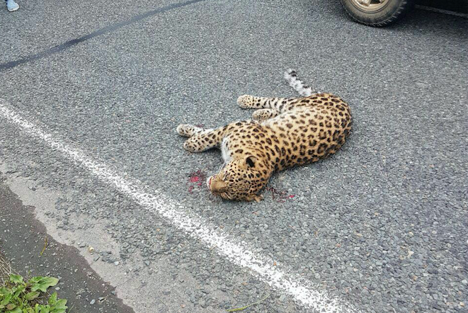  В Приморье остановили поиски сбитого автомобилем леопарда - фото 1
