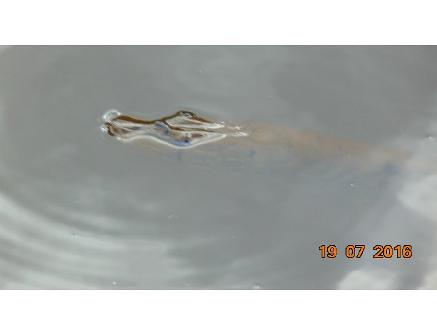  Массовая гибель рыбы в Ловати - фото 3