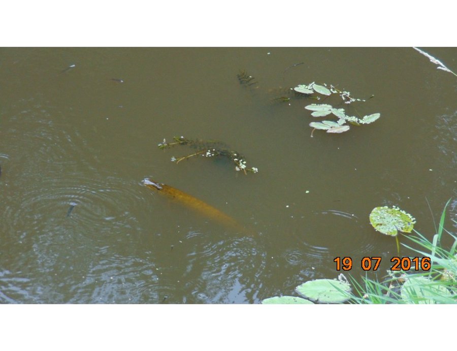  Массовая гибель рыбы в Ловати - фото 4