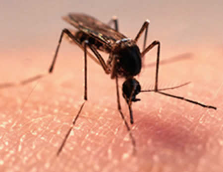  Симптомы аллергии на комаров и методы лечения - фото 1