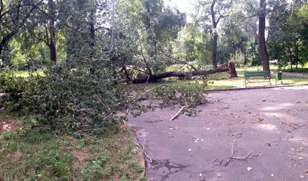   По поручению Собянина высадят новые деревья взамен уничтоженных ураганом - фото 1