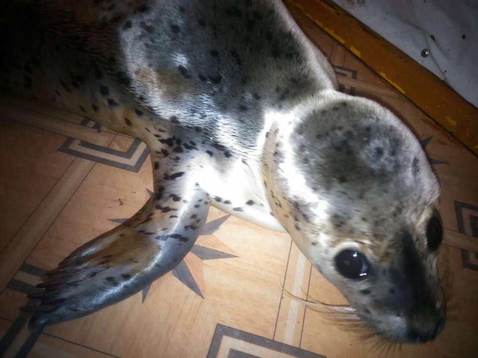  На Сахалине дети до смерти забили детеныша тюленя - фото 2