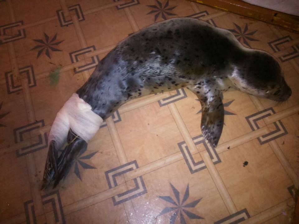  На Сахалине дети до смерти забили детеныша тюленя - фото 3