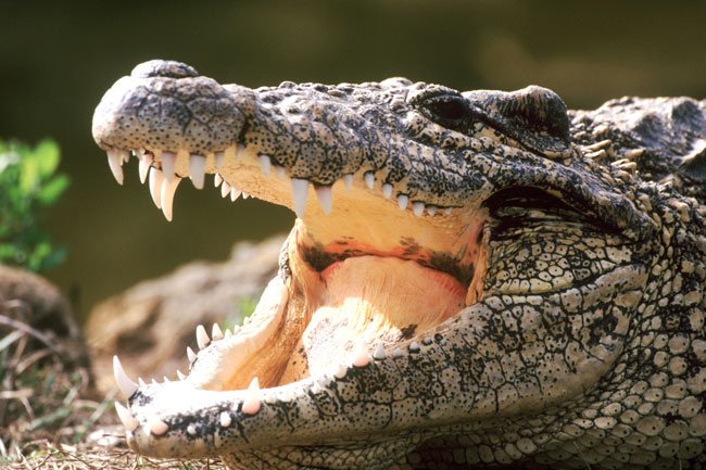  Чем аллигатор отличается от крокодила? - фото 1