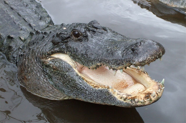  Чем аллигатор отличается от крокодила? - фото 3