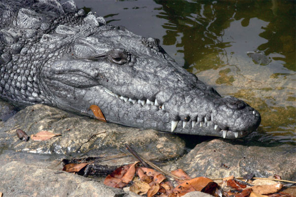  Чем аллигатор отличается от крокодила? - фото 2