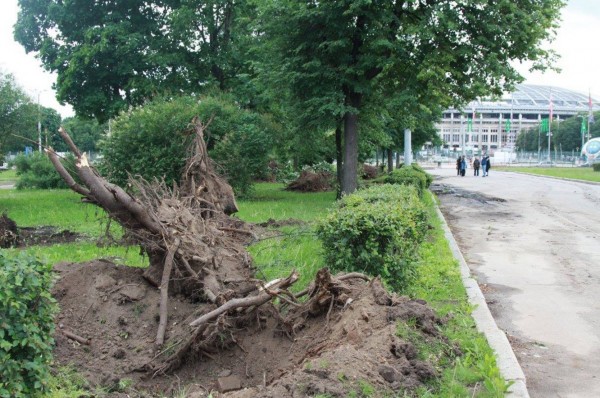  Вырубка деревьев и кустарников на территории олимпийского комплекса «Лужники» приостановлена, будет проведена проверка - фото 1