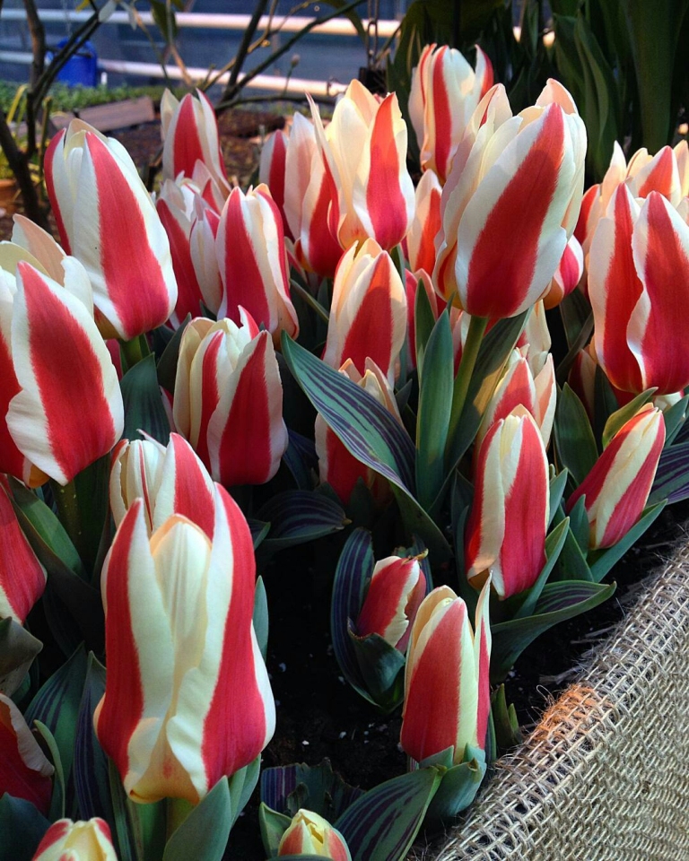 Тюльпаны-зомби и тюльпаны-попугаи расцвели в "Аптекарском огороде" к 8 Марта - фото 7