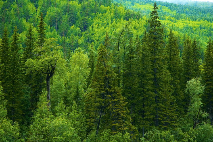  Правильные отводы лесосек – залог успешной работы лесного хозяйства - фото 1