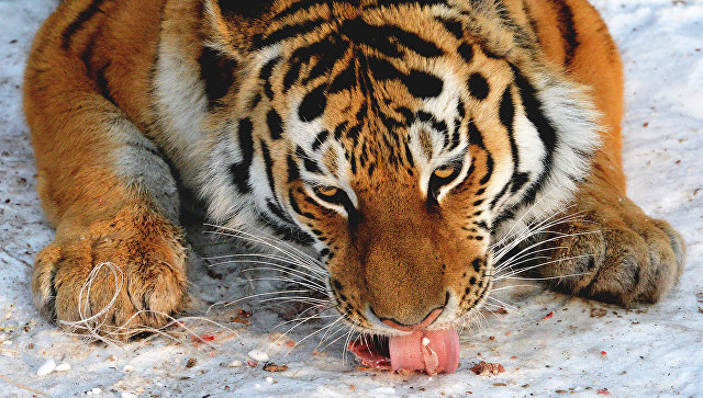  В Лазовском заповеднике в Приморье подрались два тигра - фото 1