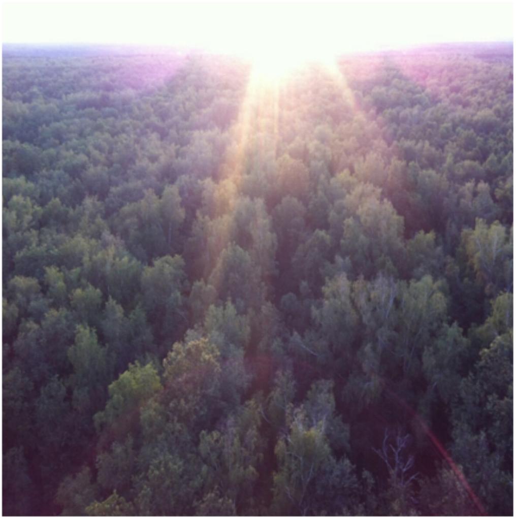  В год экологии в Троицке, ставшем в 2012г. частью Москвы, легализуется уничтожение десятков гектаров Троицкого леса - фото 1