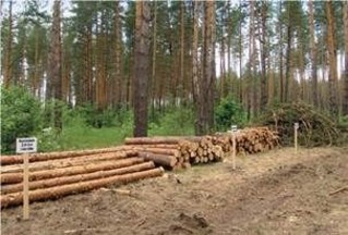  Итоги работы арендаторов лесных участков Костромской области  по заготовке древесины в 2016 году - фото 1