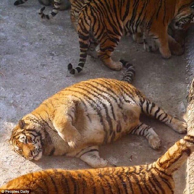  Лишний вес превратил амурских тигров в жирных домашних котов - фото 1