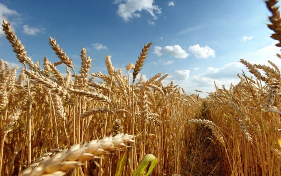  В России вывели пшеницу,, стойкую к экстремальным условиям - фото 1