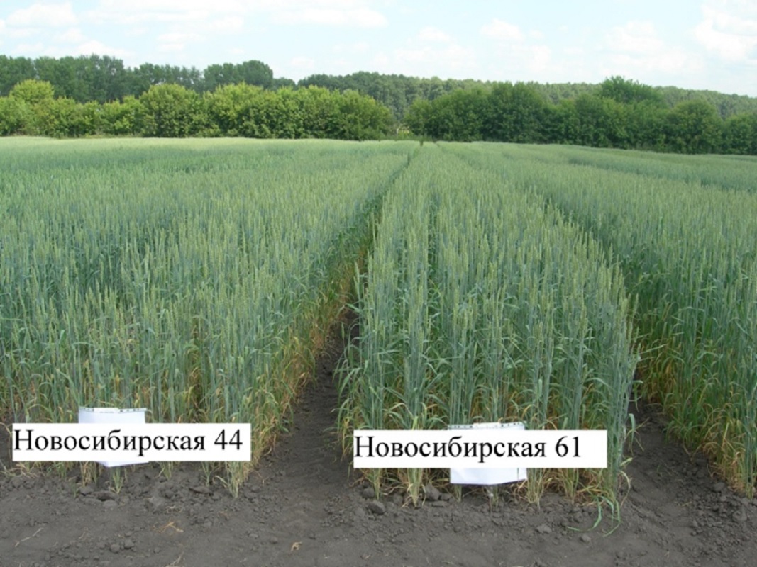  В России вывели пшеницу,, стойкую к экстремальным условиям - фото 2