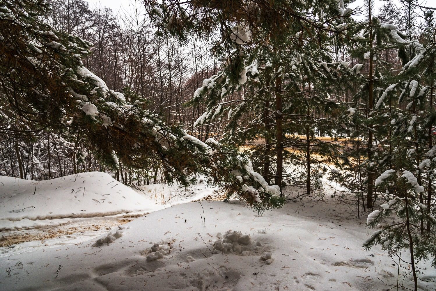  Путешествие в зимний лес - фото 11