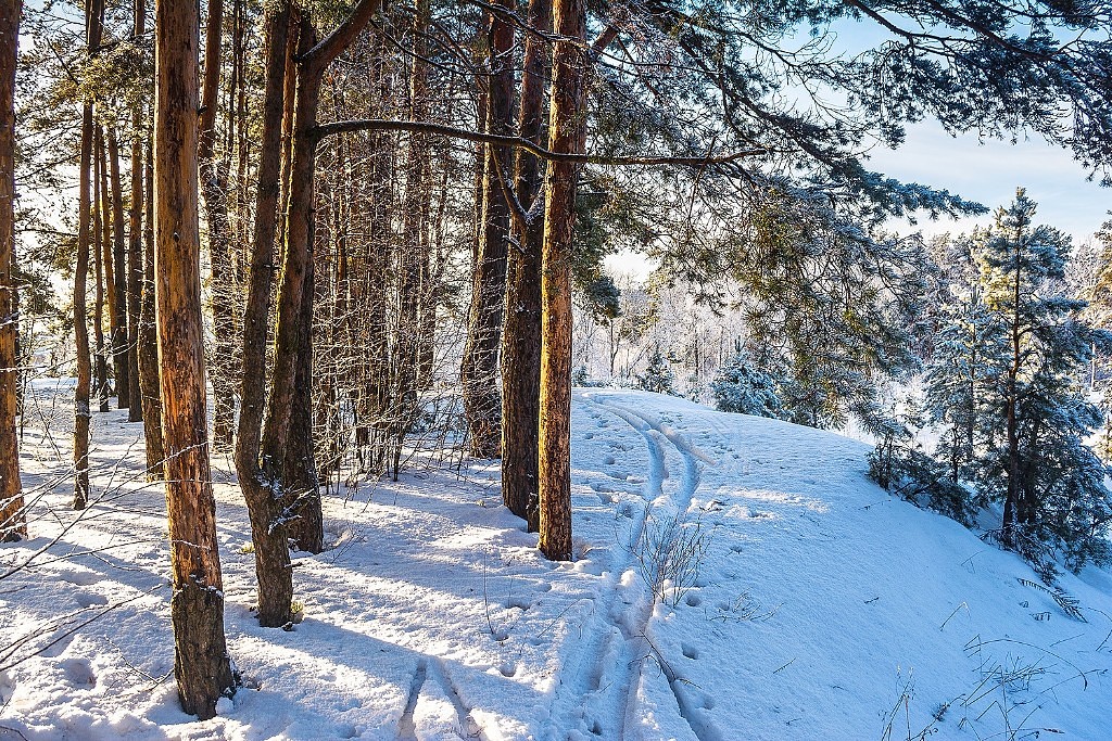  Путешествие в зимний лес - фото 14