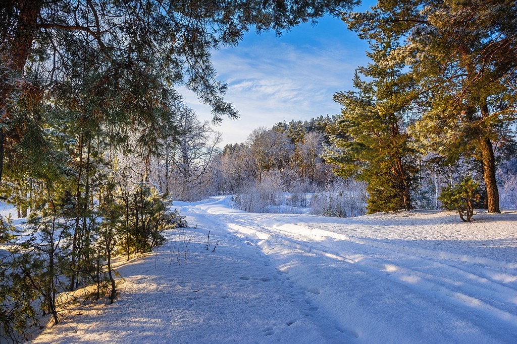  Путешествие в зимний лес - фото 16