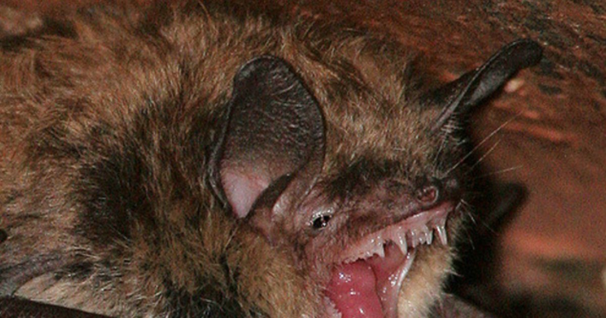  Летучие мыши — вампиры в Бразилии впервые начали питаться людьми - фото 1