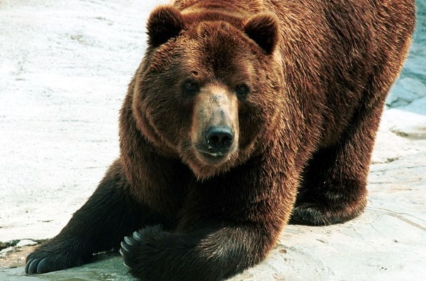  На горнолыжную трассу в Сочи вышла медведица с двумя медвежатами - фото 1