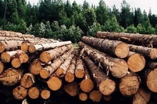  Правила заготовки древесины и особенности заготовки  древесины в лесничествах и лесопарках - фото 1