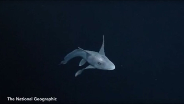  Редкую акулу-призрака впервые засняли на видео - фото 1