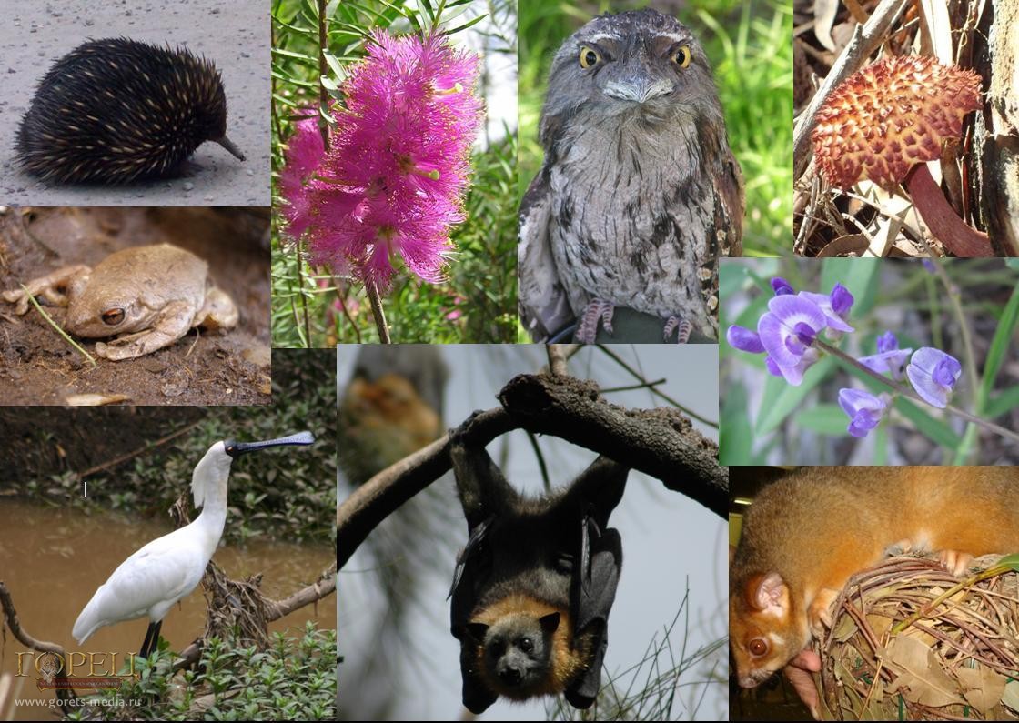 22 мая  Международный день биологического разнообразия - фото 1
