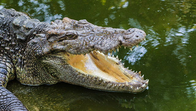  В Пензе от переохлаждения погиб найденный в мусорном баке крокодил - фото 1