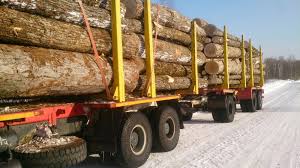  В Ярославской области усилен контроль за транспортировкой древесины - фото 1