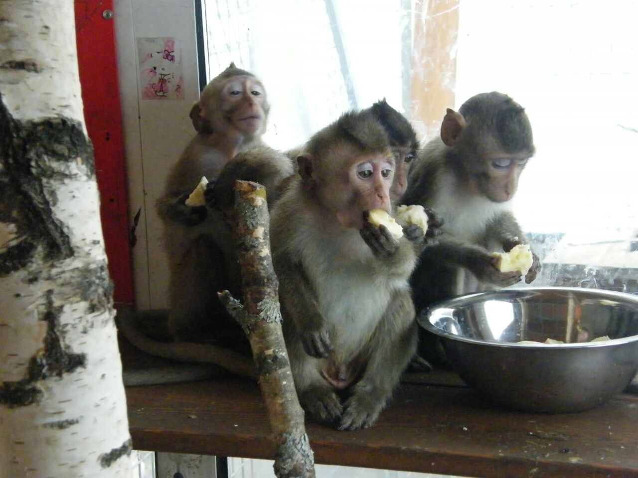  15 детенышей обезьян, изъятых на таможне в аэропорту Домодедово, отправлены в Центр передержки диких животных  - фото 3