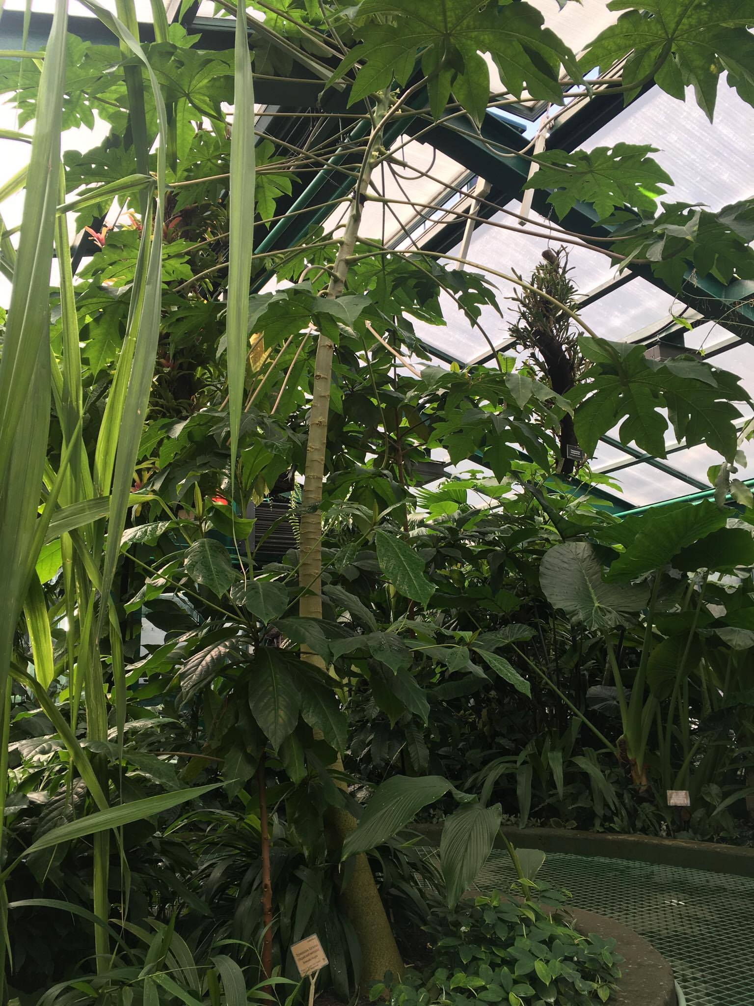 Огромную бесплодную папайю срубят в "Аптекарском огороде" в начале мая - фото 3
